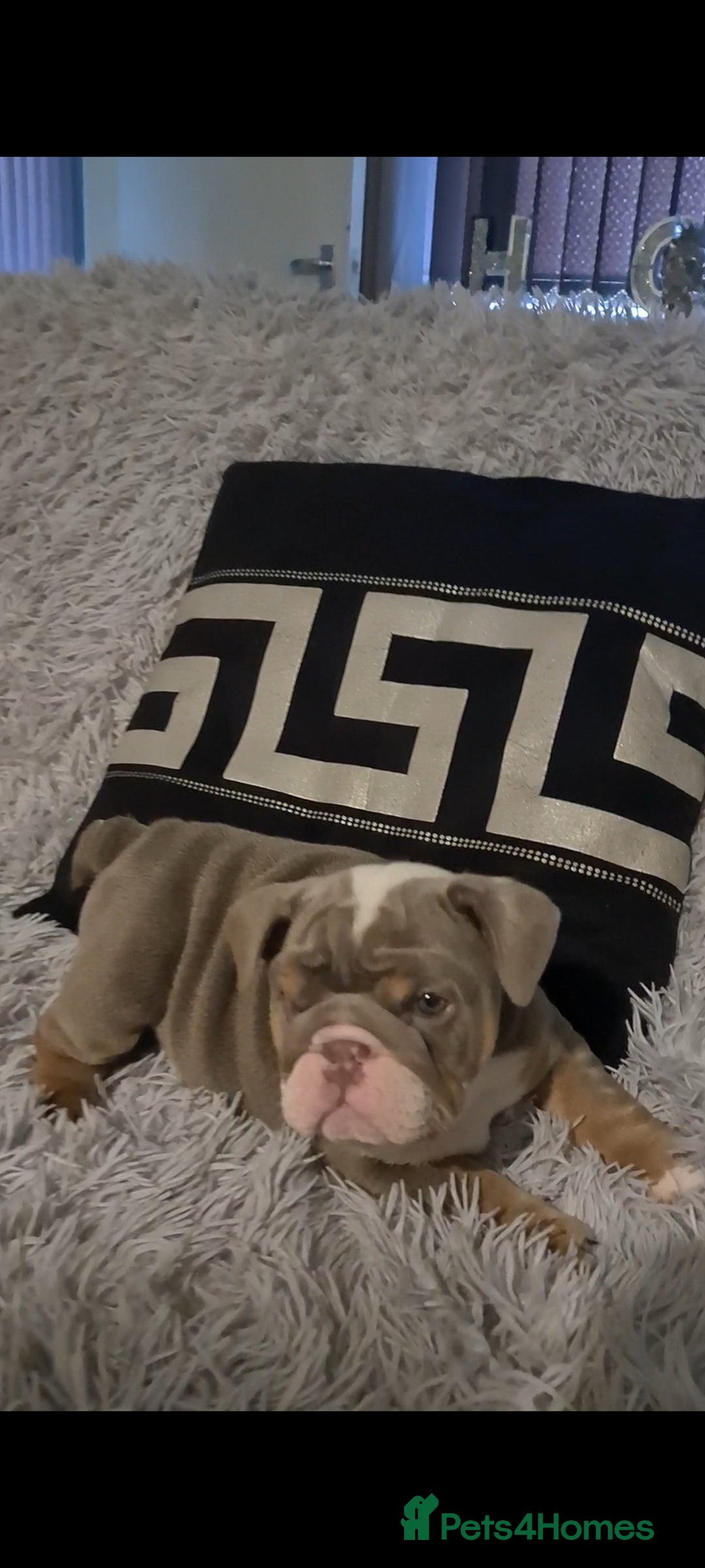 English Bulldog dogs for sale: Kc reg British bulldogs  - Image 5