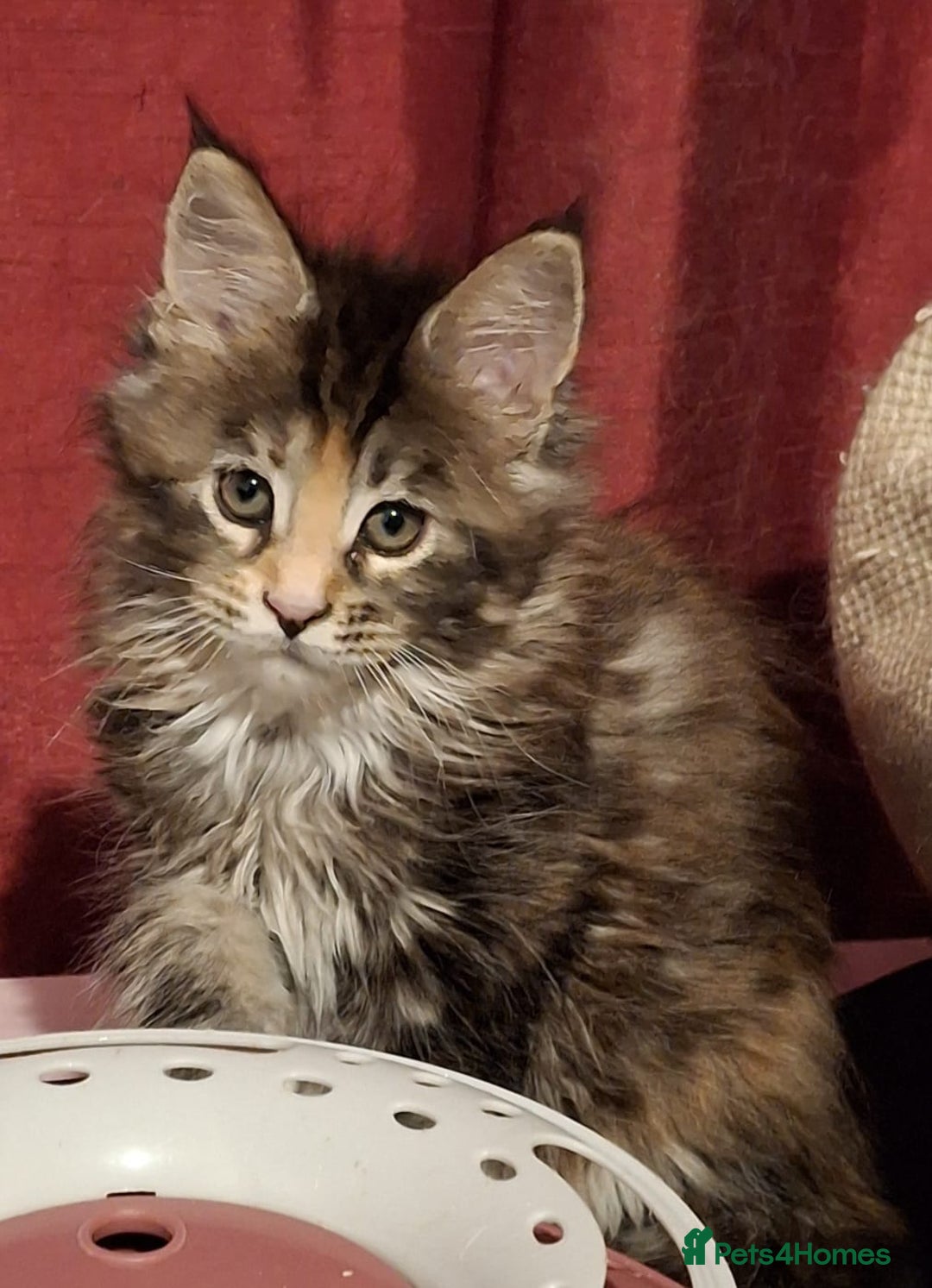 Maine Coon cats for sale: Beautiful torbie Maine Coon girls - Image 4