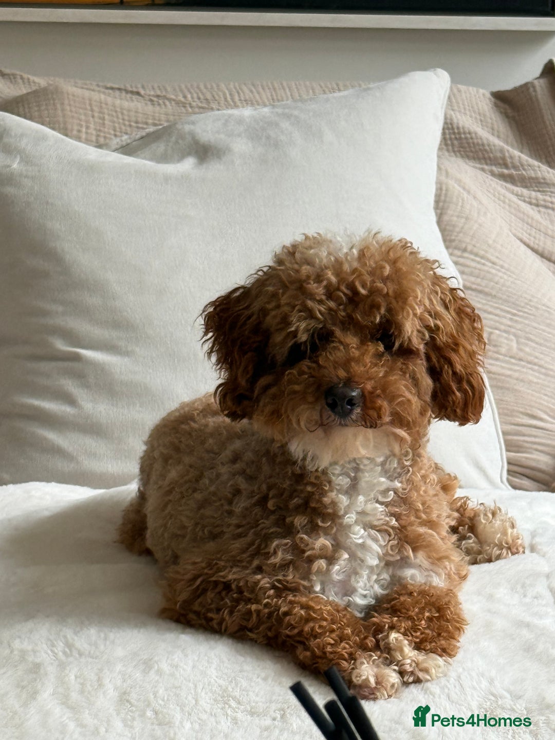 Miniature Poodle dogs for stud: Stunning miniature poodle for STUD.  - Image 5