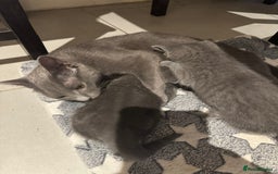 Russian Blue cats for sale: Russian Blue kittens  - Image 10