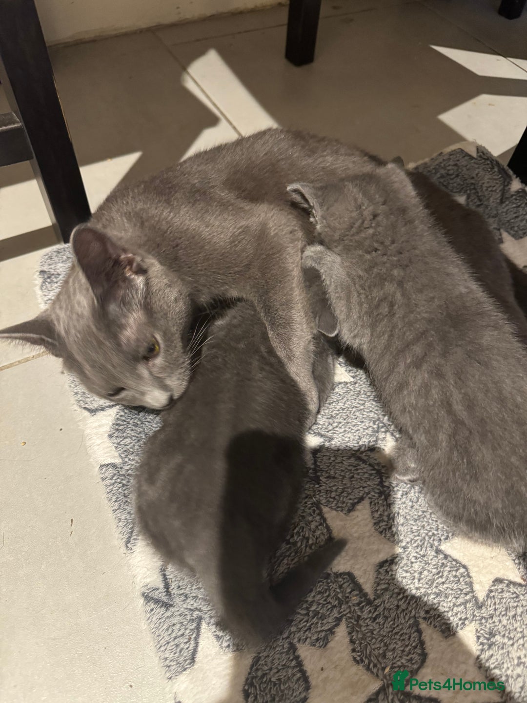 Russian Blue cats for sale: Russian Blue kittens  - Image 10