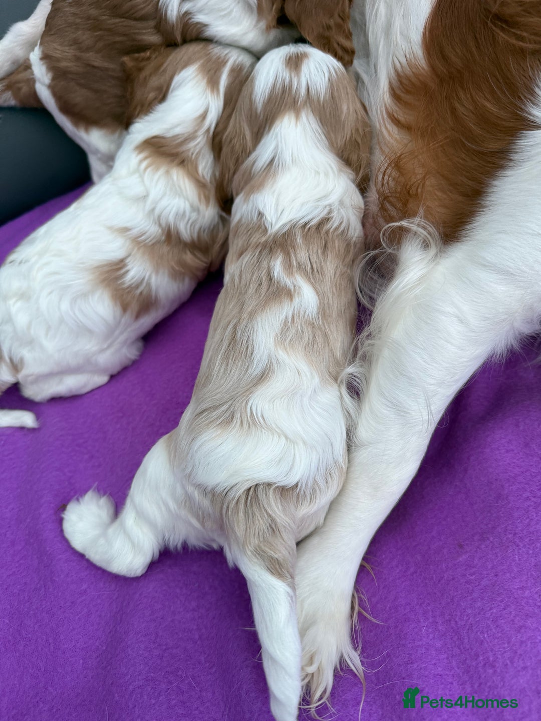 Cavalier King Charles Spaniel dogs for sale: Adorable Cavalier King Charles Spaniel  - Advert 14