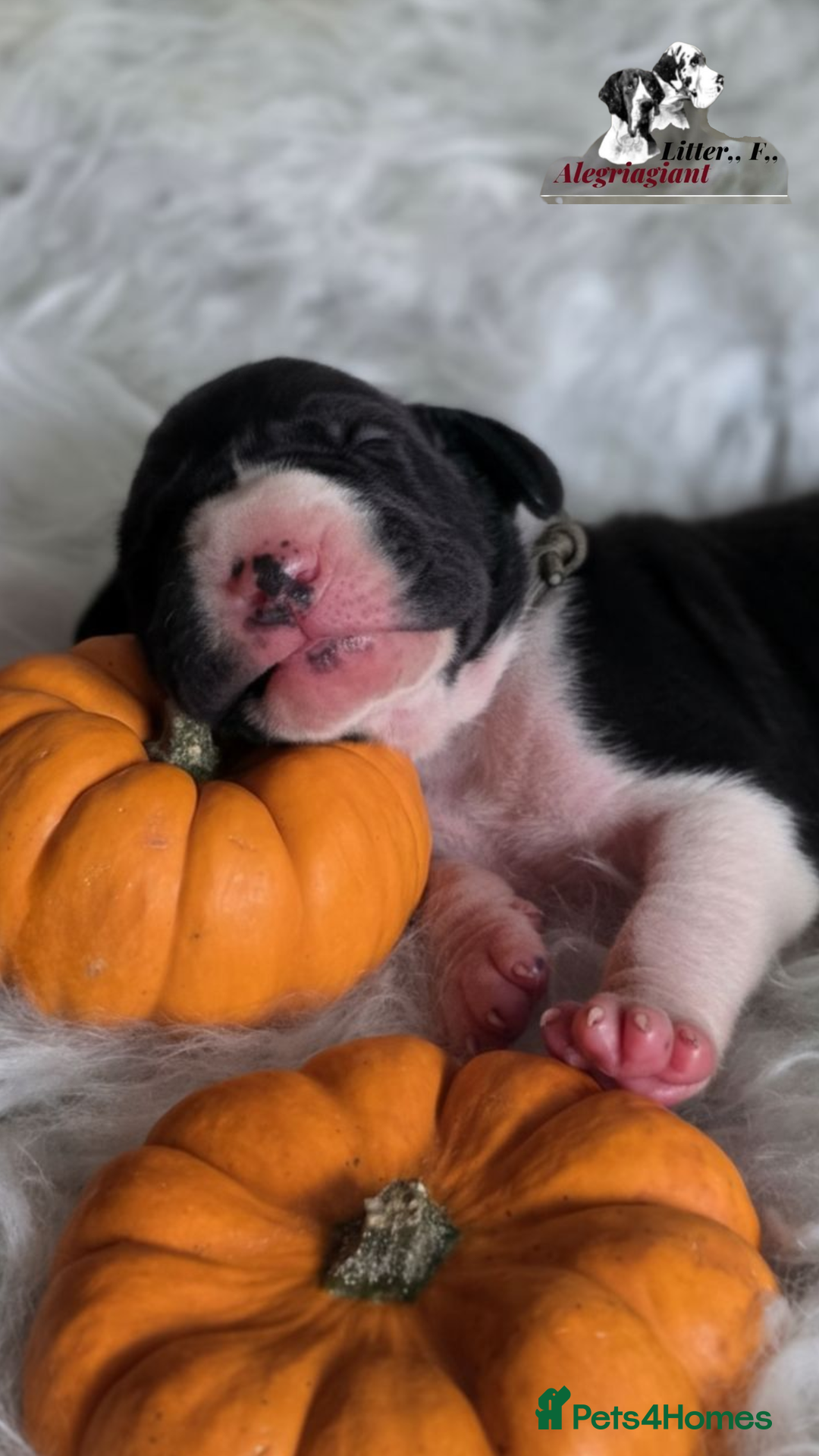 Great Dane dogs for sale: Fabolous Great danes  - Advert 6