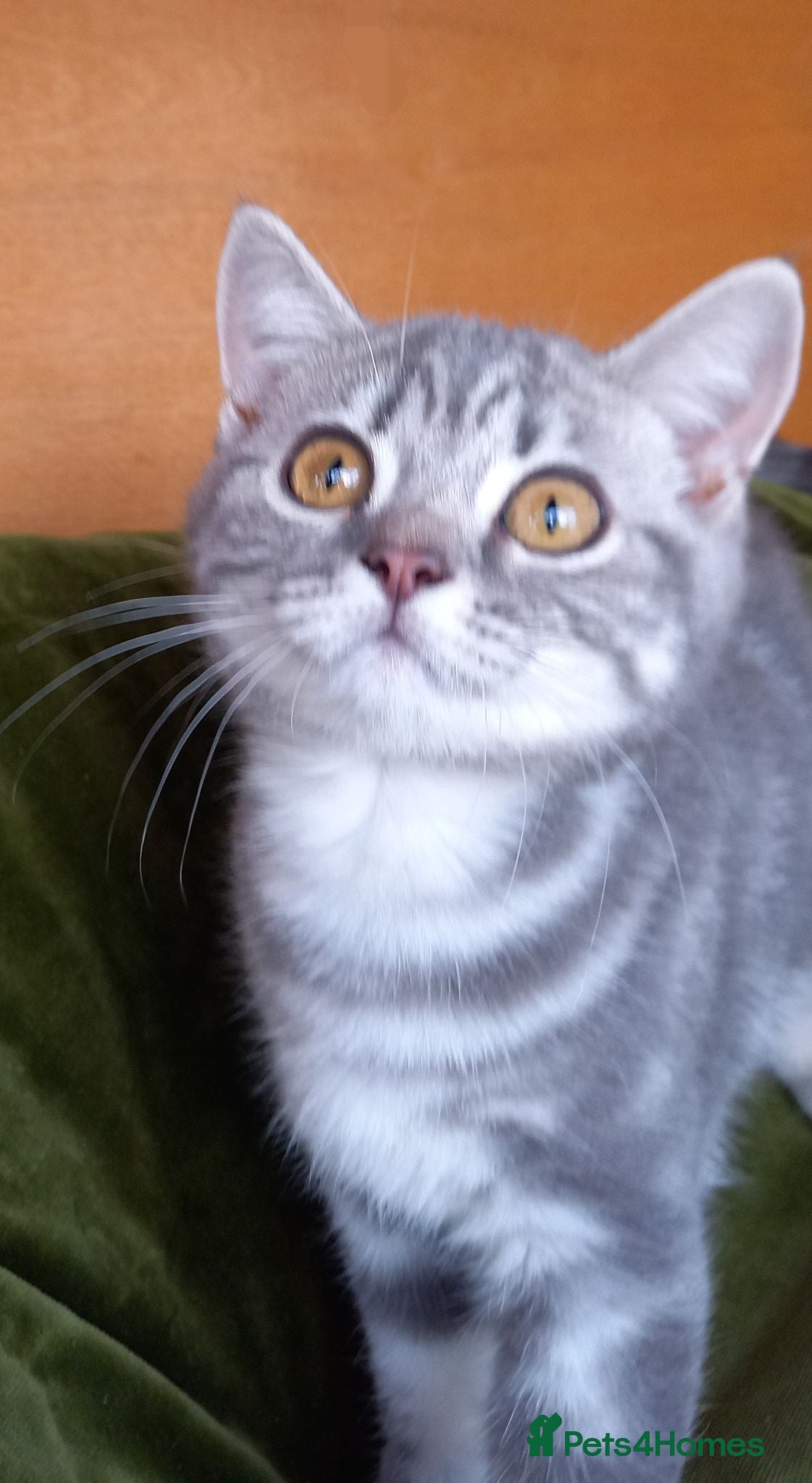 British Shorthair cats Super GCCF registered kittens  - Advert 1
