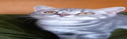 British Shorthair cats for sale: Super GCCF registered kittens  - Advert 4