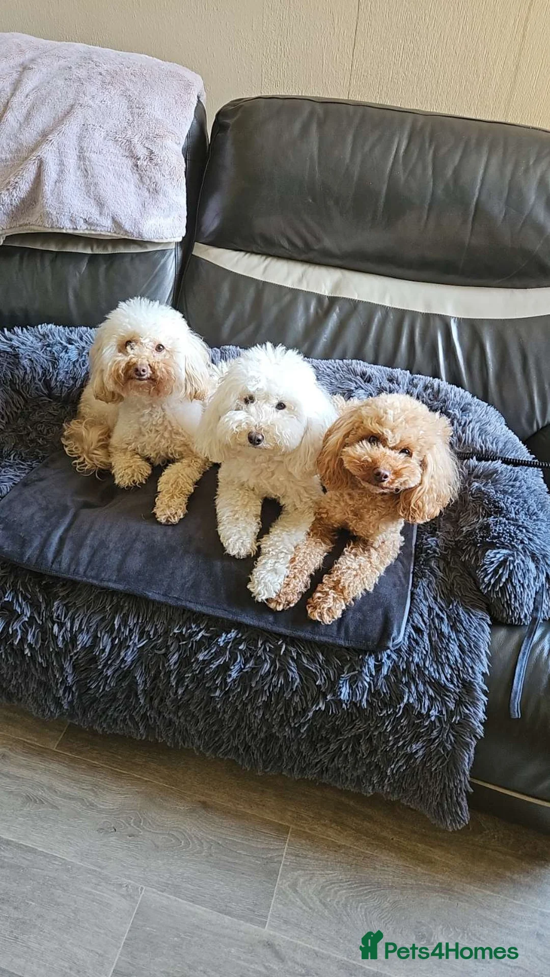 Toy Poodle dogs for sale: Beautiful red toy poodles  - Advert 2