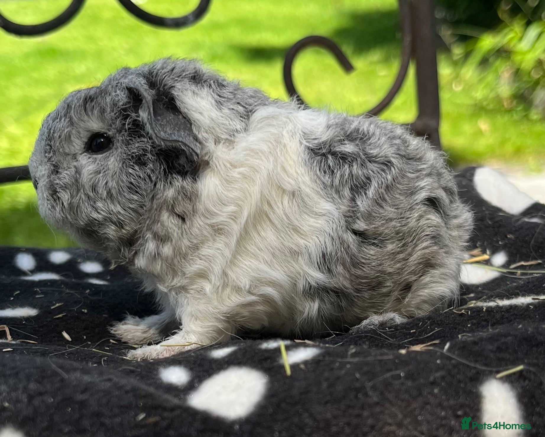Guinea Pig rodents Guinea pigs 🐹  - Advert 1