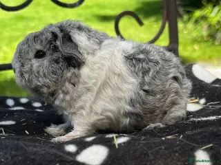 Guinea Pig rodents Guinea pigs 🐹 - Advert 1