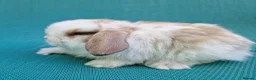 Mini Lop rabbits for sale: Mini lop babies - Advert 3
