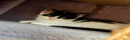 Mixed Breed cats for sale: A girl and a boy are looking new loving homes🥰🫢 - Advert 8