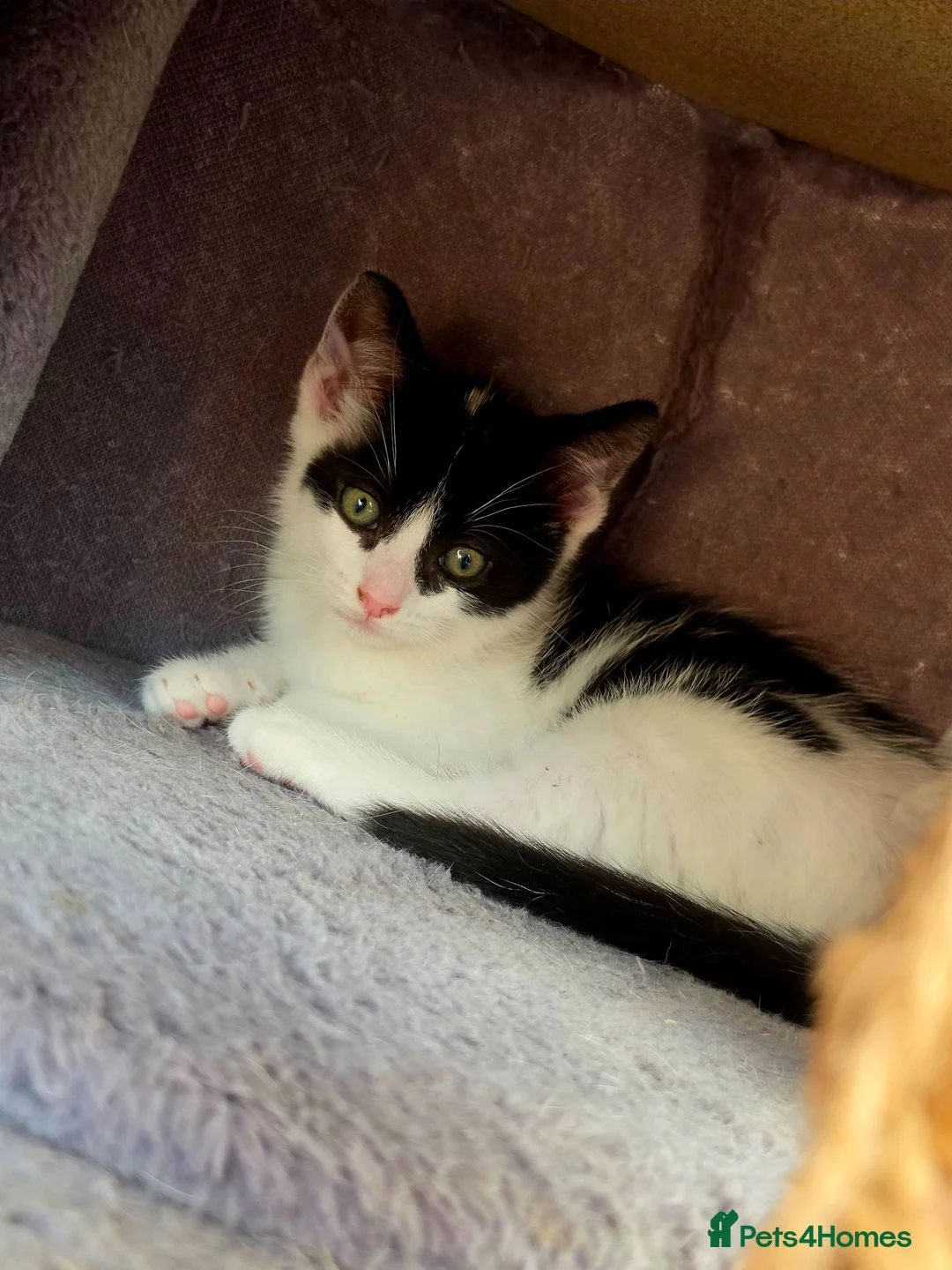 Mixed Breed cats for sale: A girl and a boy are looking new loving homes🥰🫢 - Advert 8