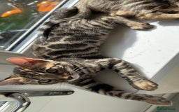 Bengal cats for sale: Pure bred bengal kittens - Image 25