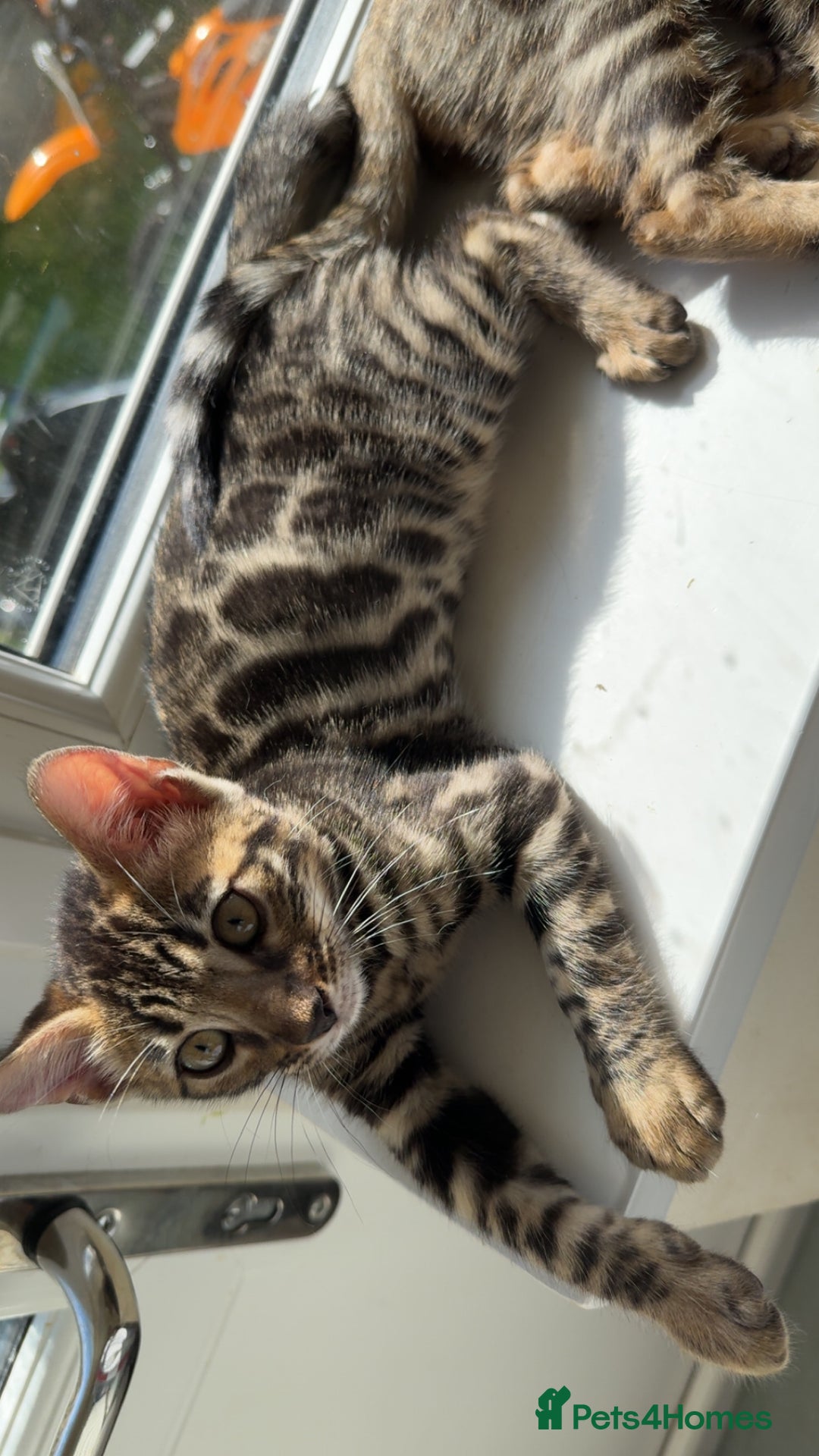 Bengal cats for sale: Pure bred bengal kittens - Image 25