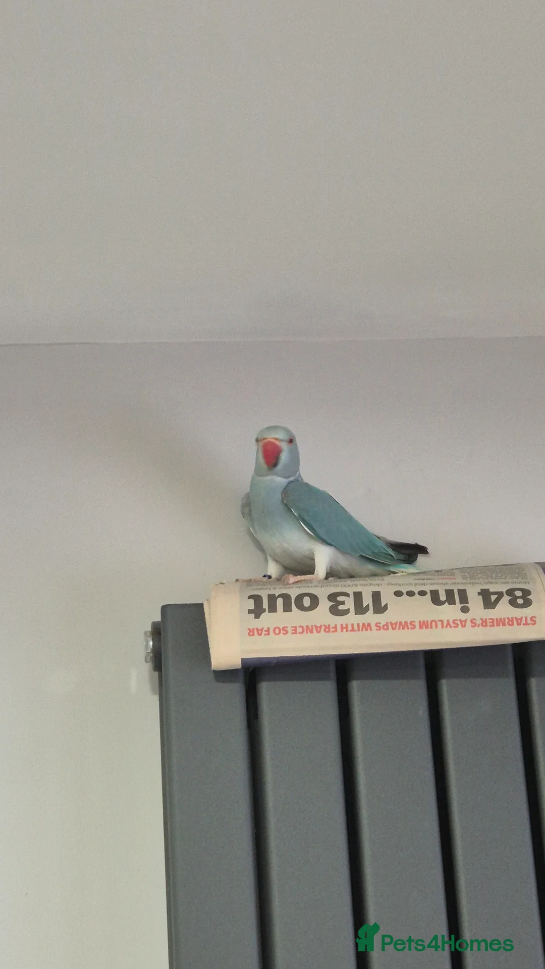 Ringnecks birds for sale: Blue indian ringneck parrot - Advert 5