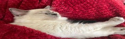 Mixed Breed cats for sale: Ragdoll mix girl needs new home - Advert 31