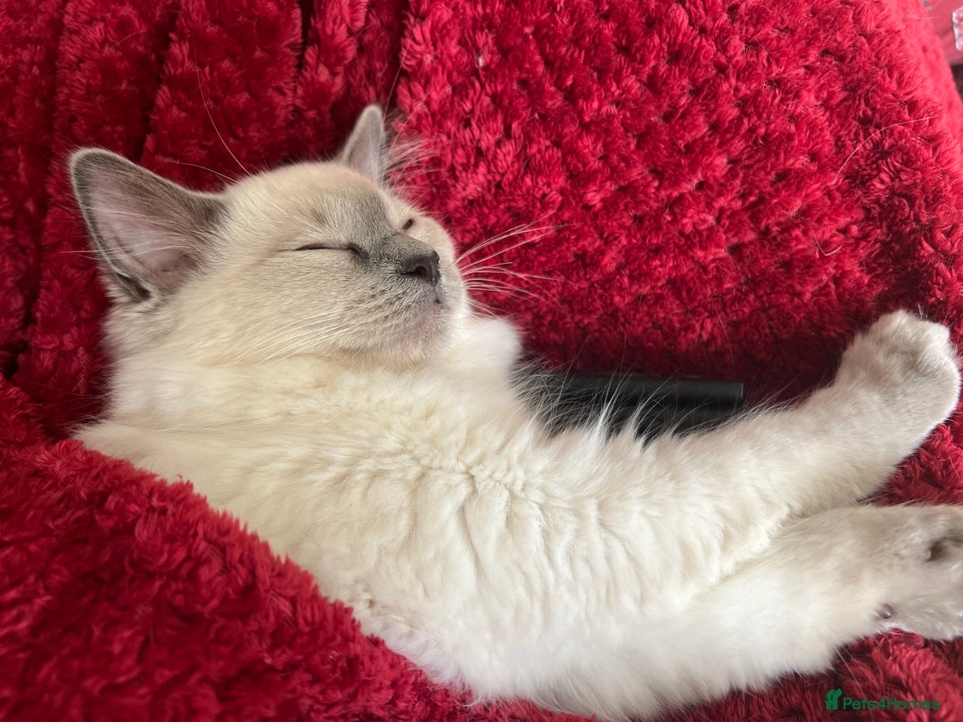 Mixed Breed cats for sale: Ragdoll mix girl needs new home - Advert 31