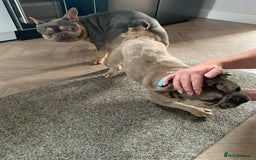 Pug dogs for stud: KC Reg Proven French Bulldog Lilac & Tan For Stud in Colchester - Image 8