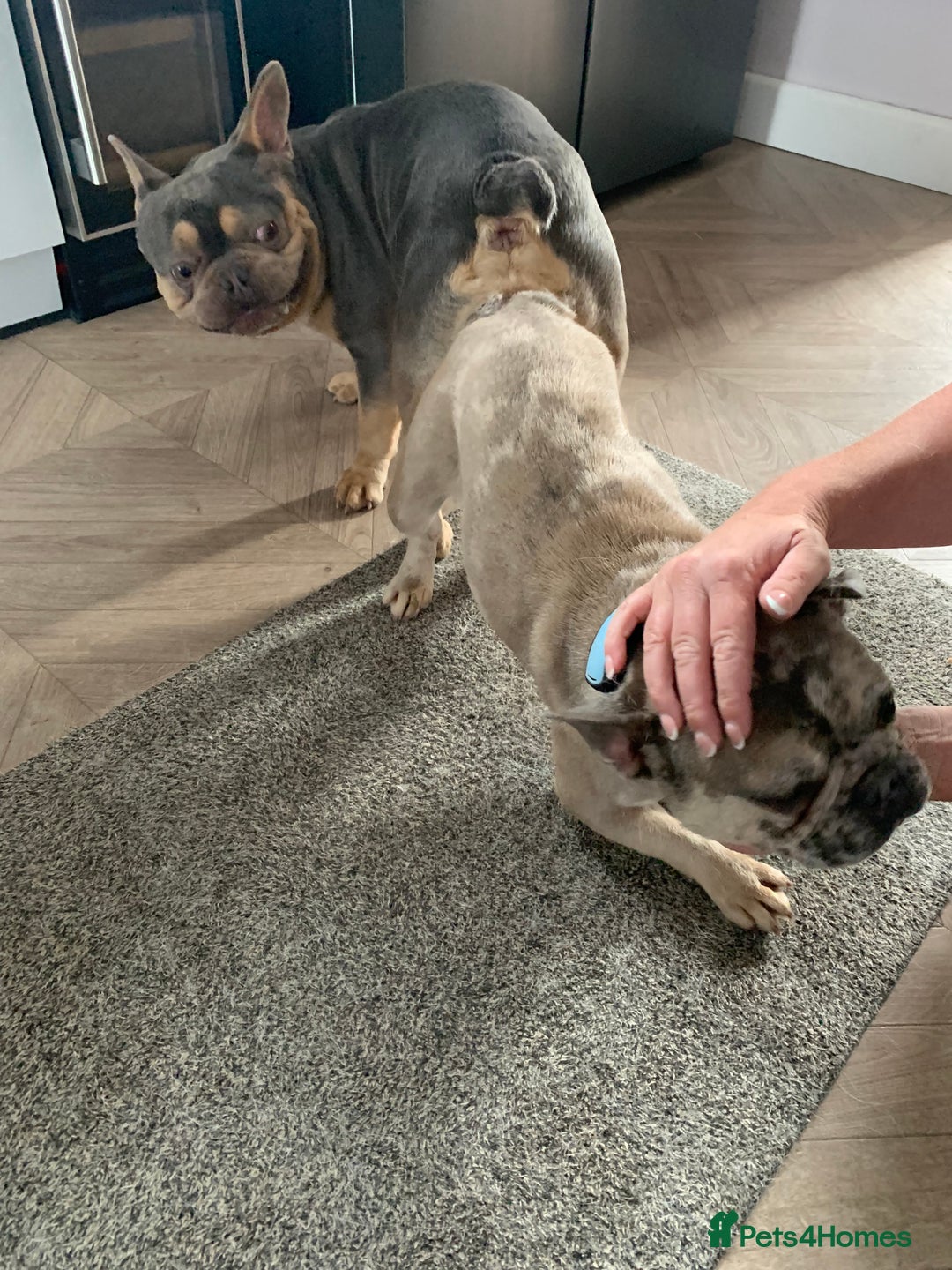 Pug dogs for stud: KC Reg Proven French Bulldog Lilac & Tan For Stud in Colchester - Image 8