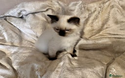Ragdoll cats for sale: Full Ragdoll kittens  - Image 3