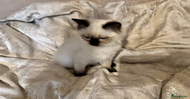 Ragdoll cats - Advert 7