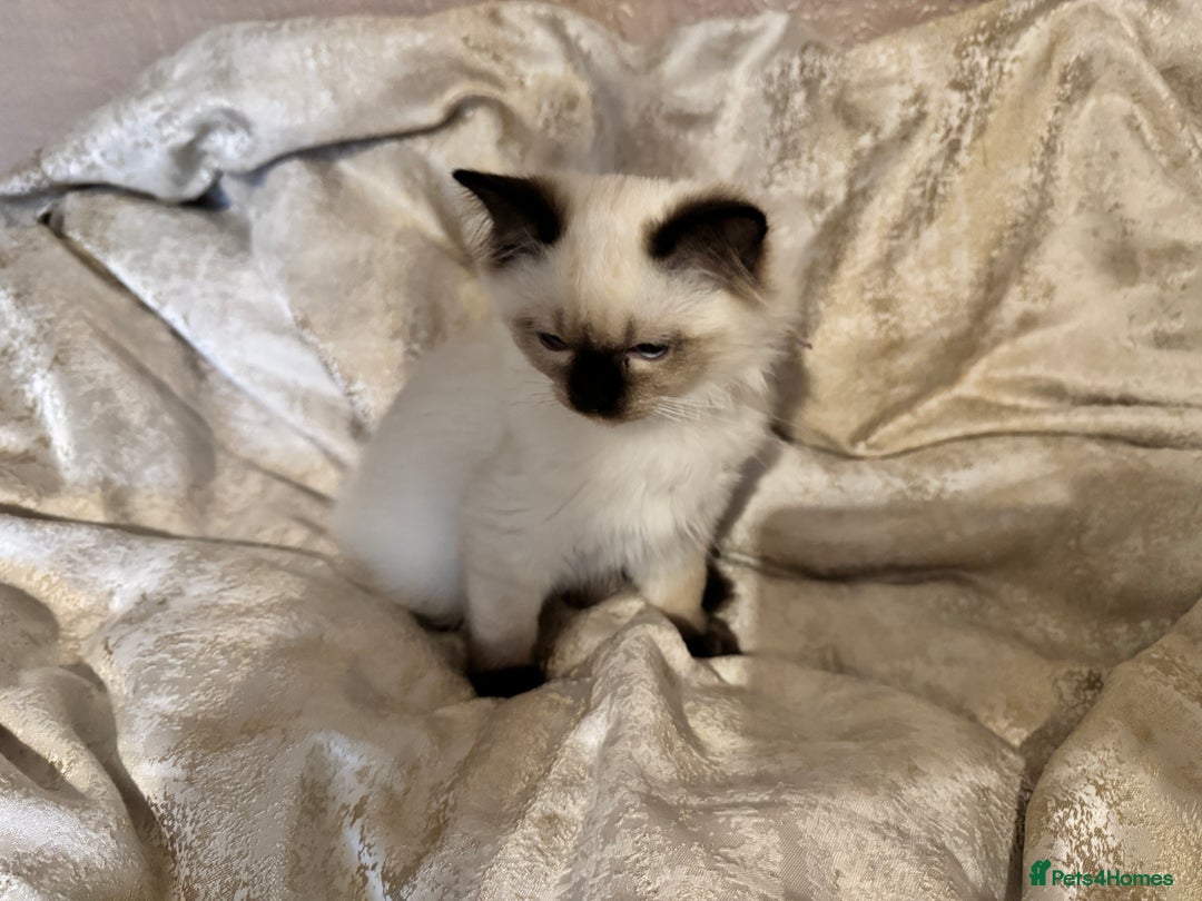 Ragdoll cats for sale: Full Ragdoll kittens  - Image 3