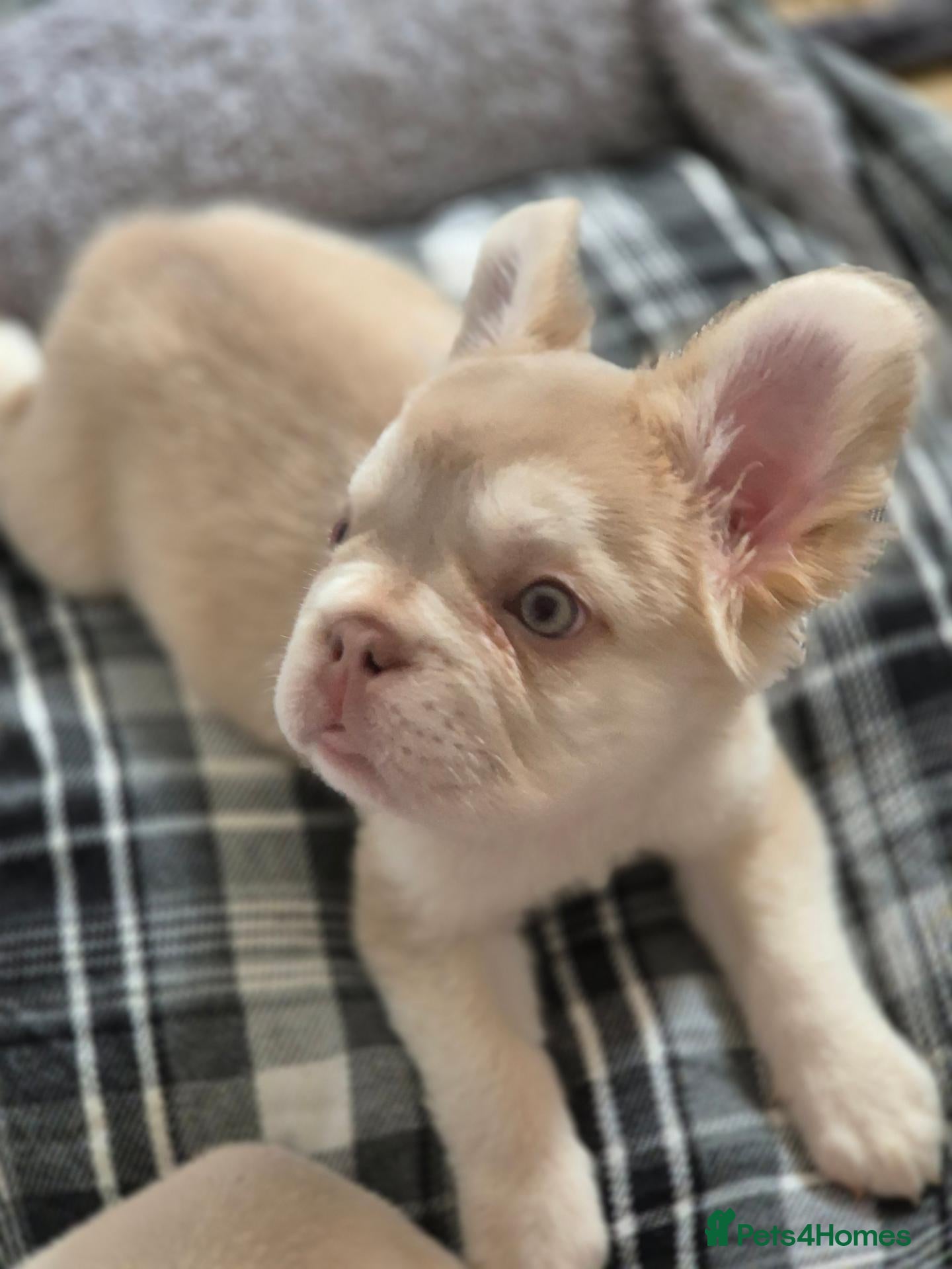 French Bulldog dogs 5 Beautiful French Bulldogs - Advert 9