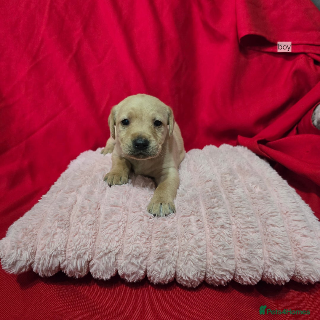 Labrador Retriever dogs for sale: Labrador retriever puppies - Advert 5