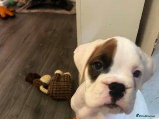 Boxer dogs 5 * kc boxer puppies - Advert 4