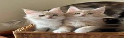 Maine Coon cats for sale: GCCF pedigree female Maine Coon kittens  - Advert 4