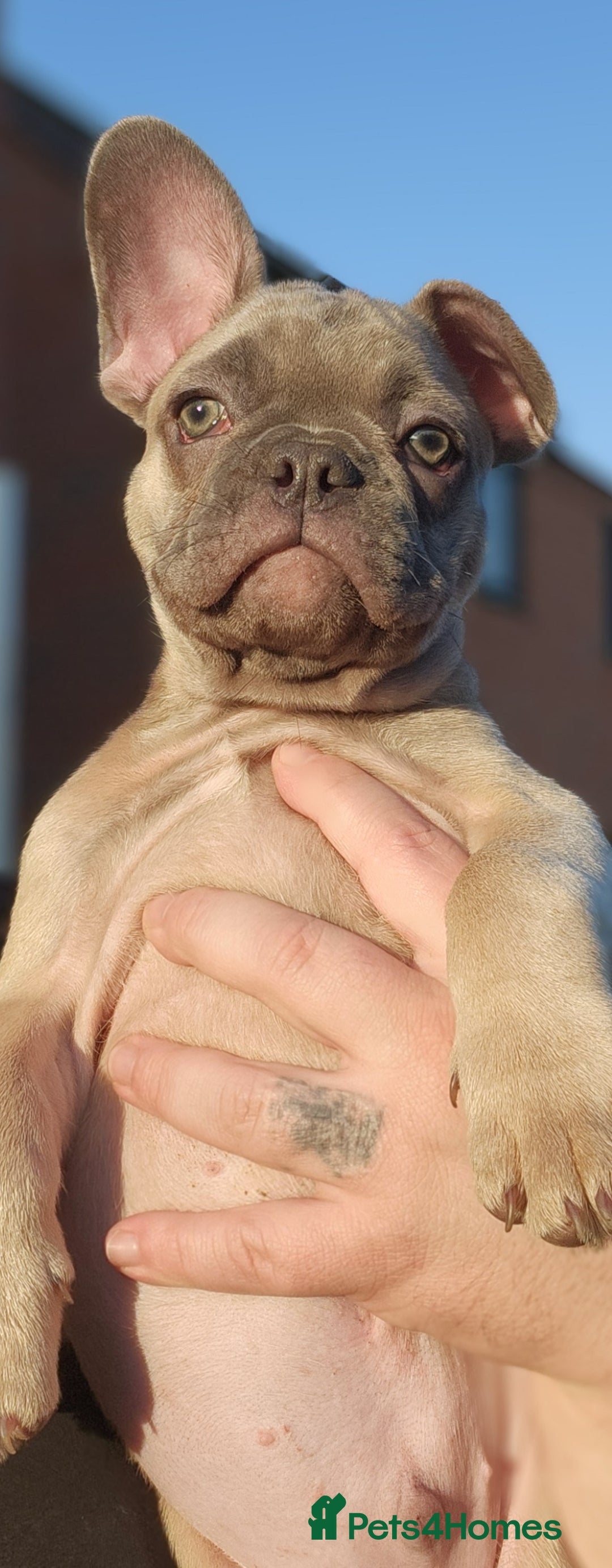 French Bulldog dogs for sale: 🐶3 french bulldogs left, price reduced £500🐶 - Image 8