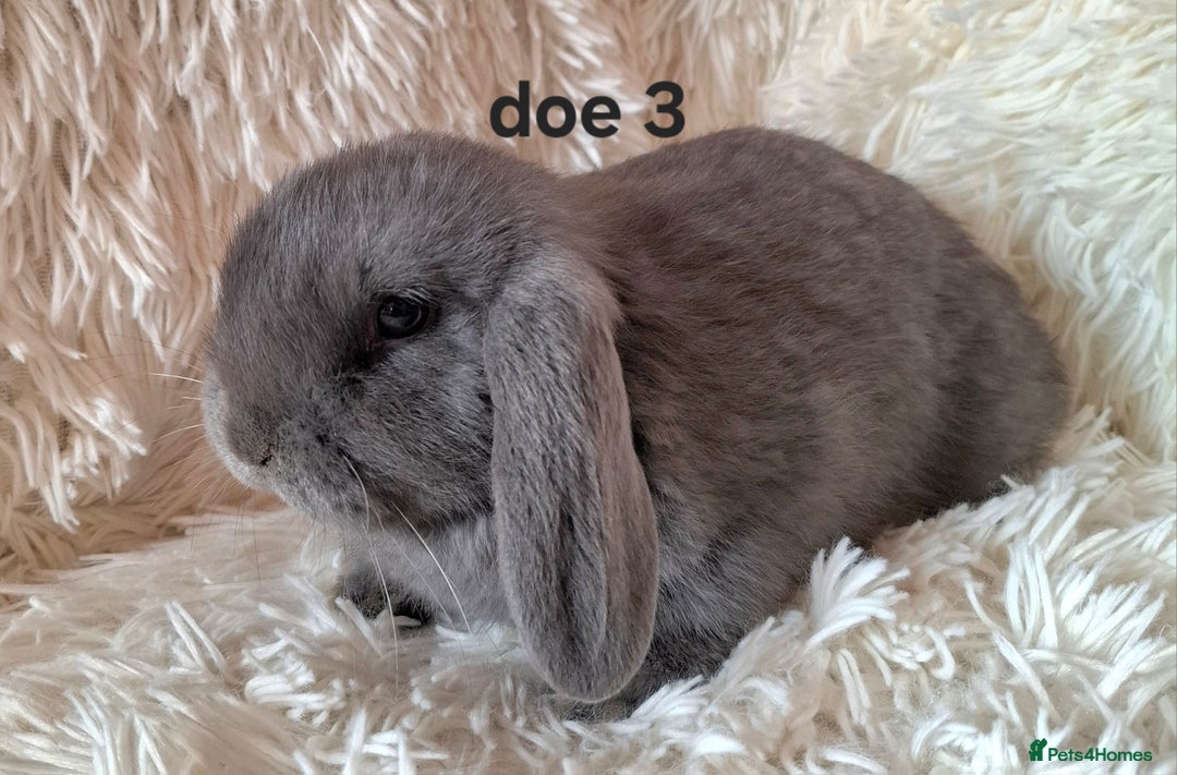 Mini Lop rabbits for sale: * READY TO LEAVE * from 14th December - Advert 3