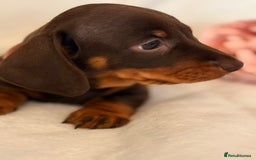 Miniature Dachshund dogs for sale: Stunning miniature dachshunds - tiny parents  - Image 6
