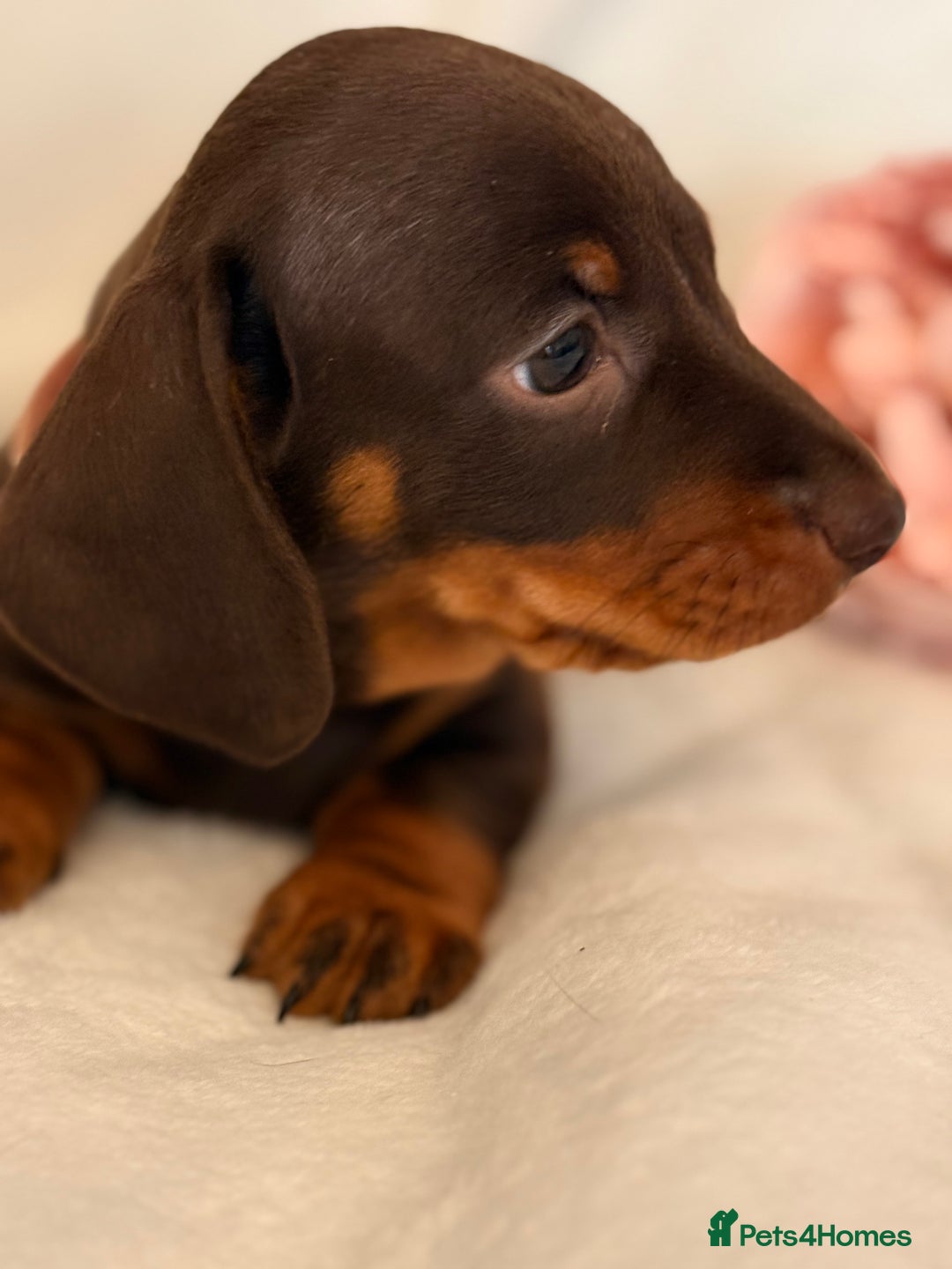 Miniature Dachshund dogs for sale: Stunning miniature dachshunds - tiny parents  - Image 6