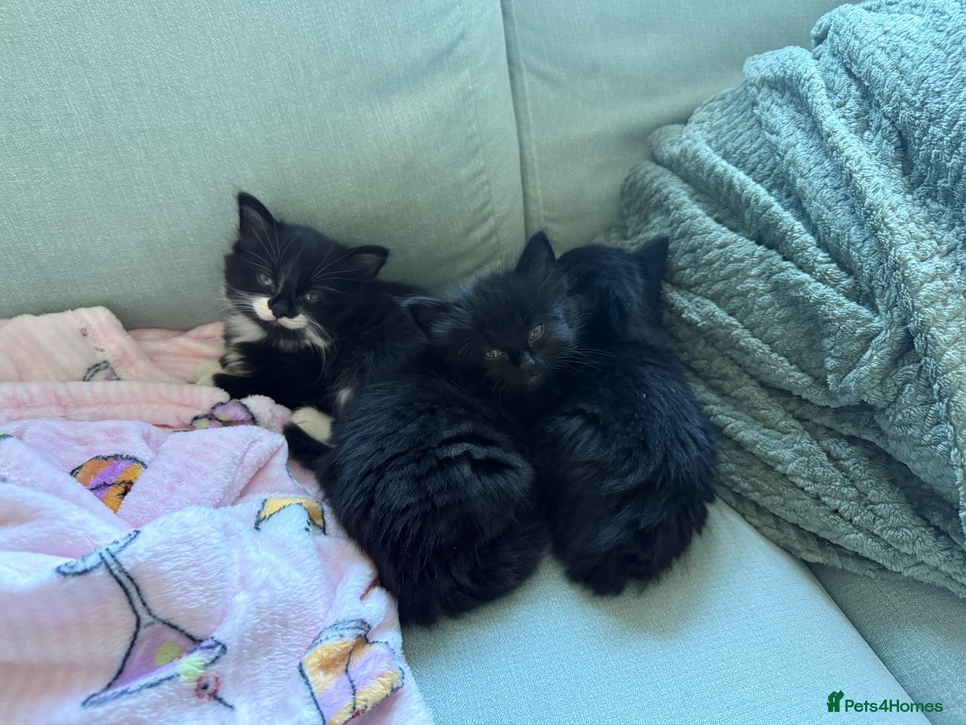Mixed Breed cats 3 beautiful kittens for sale🩷 - Advert 1