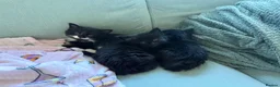 Mixed Breed cats for sale: 3 beautiful kittens for sale🩷 in Hassocks - Advert 1