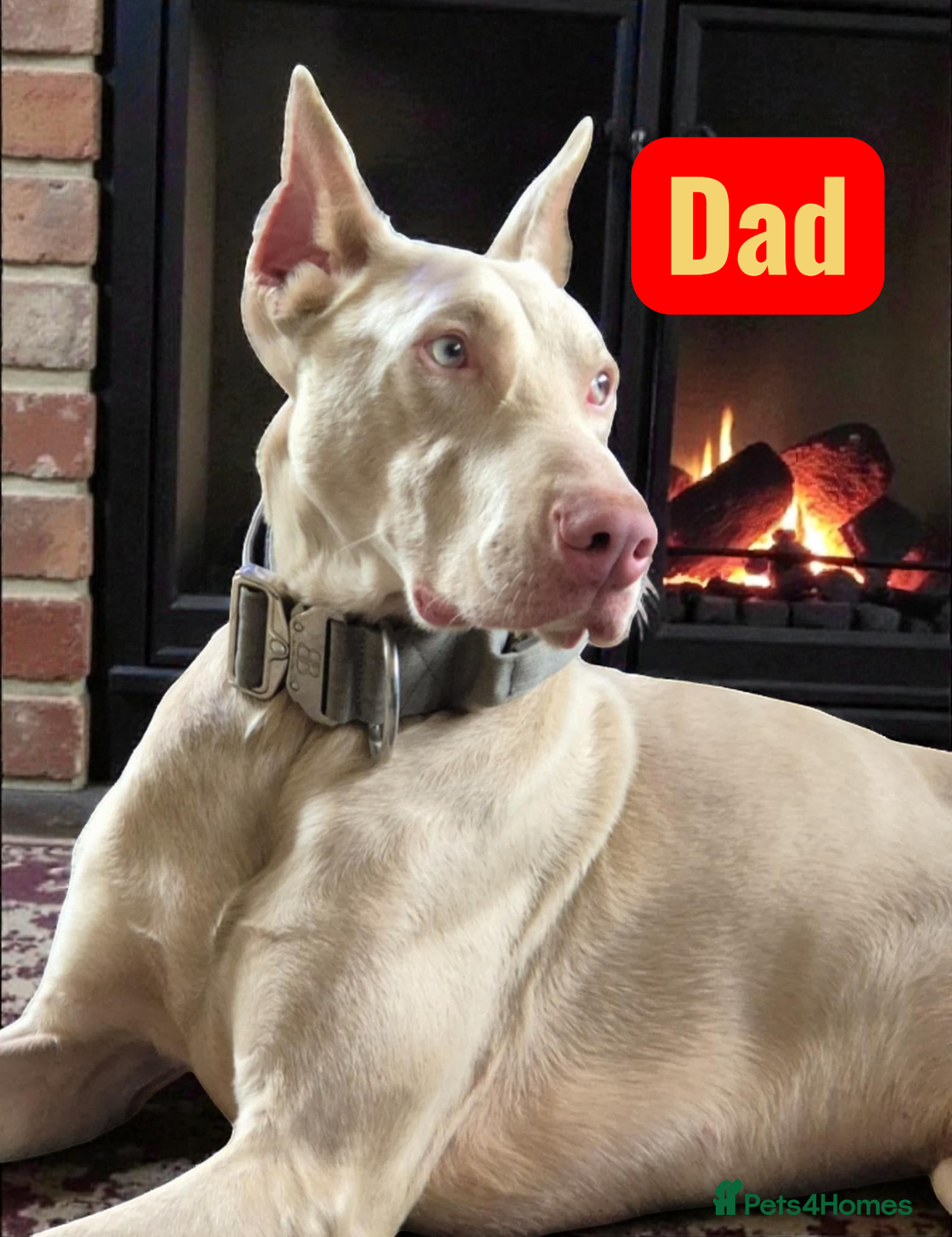 Dobermann dogs for sale: 🐾 Doberman Puppies for Sale – Ready 7th January  - Advert 8