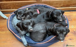 German Wirehaired Pointer dogs for sale: German Wire-haired Pointers of sale - Image 22