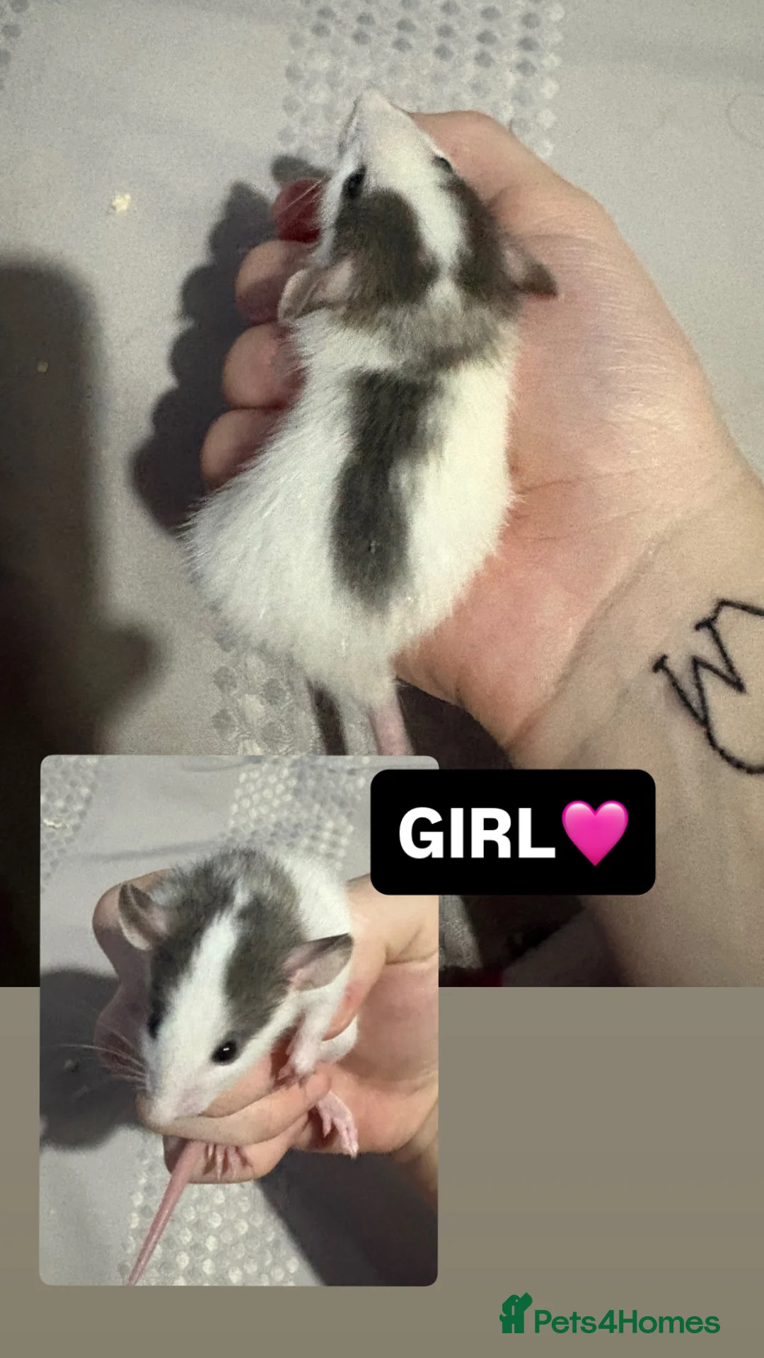 Rat rodents for sale: Baby Dumbo Rats  in Colwyn Bay - Advert 1