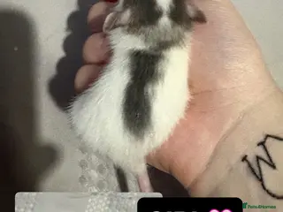 Rat rodents Baby Dumbo Rats - Advert 2