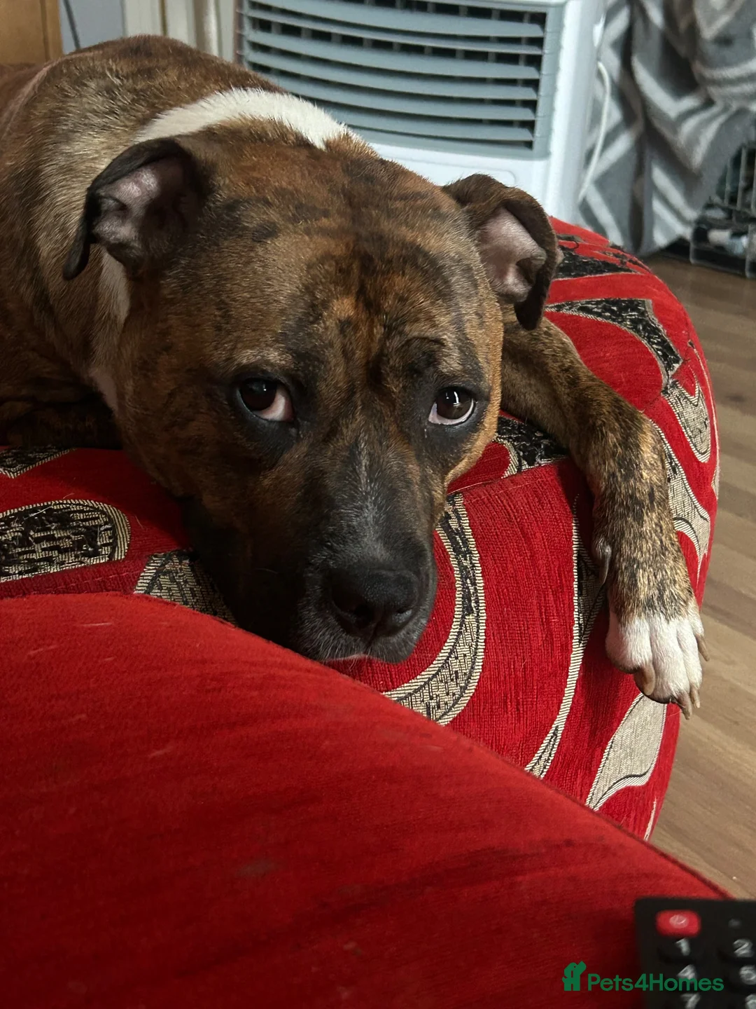 Mixed Breed dogs for sale: Fraffie litter (Frenchie/Staff cross)  - Advert 20