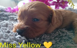Cavapoo dogs for sale: Beautiful F1 cavapoo puppies  - Image 4