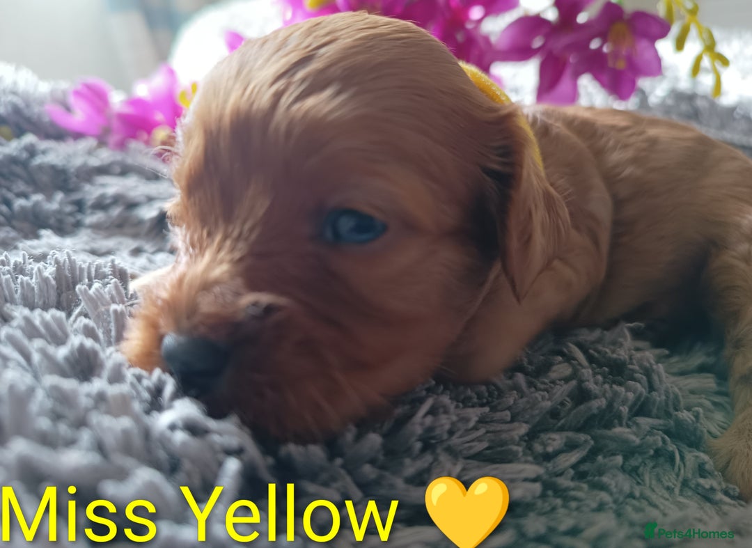 Cavapoo dogs for sale: Beautiful F1 cavapoo puppies  - Image 4