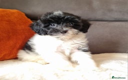 Cockapoo dogs for sale: Best Friend Sofa Companions 🥰 Fully vaccinated  - Image 2