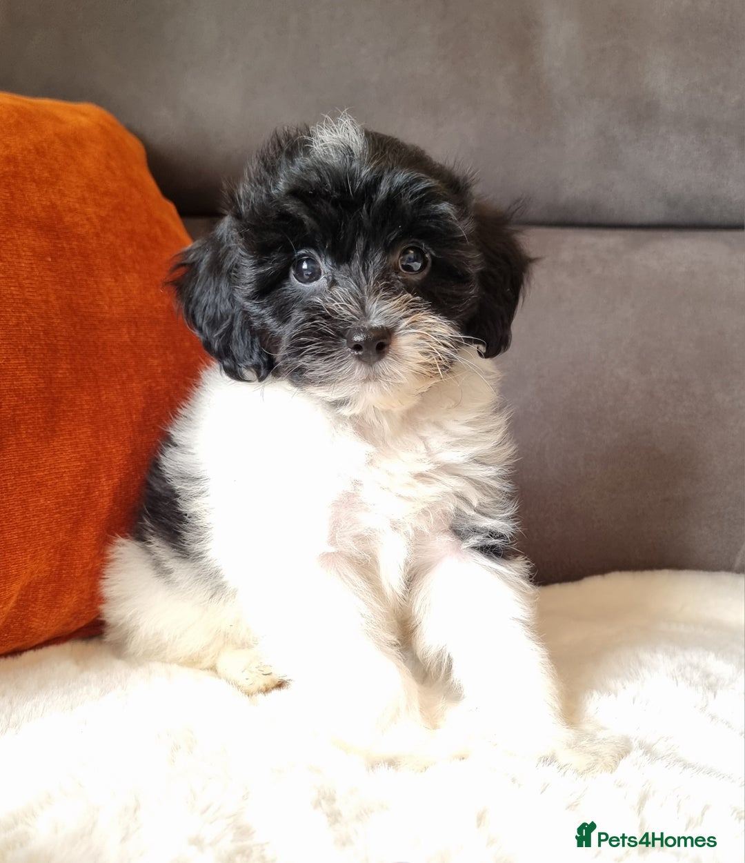 Cockapoo dogs for sale: Best Friend Sofa Companions 🥰 Fully vaccinated  - Image 2