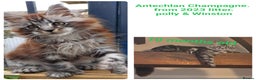 Maine Coon cats for sale: ✨✨ POLLYDACTYL MC  TiCA REG - Advert 13