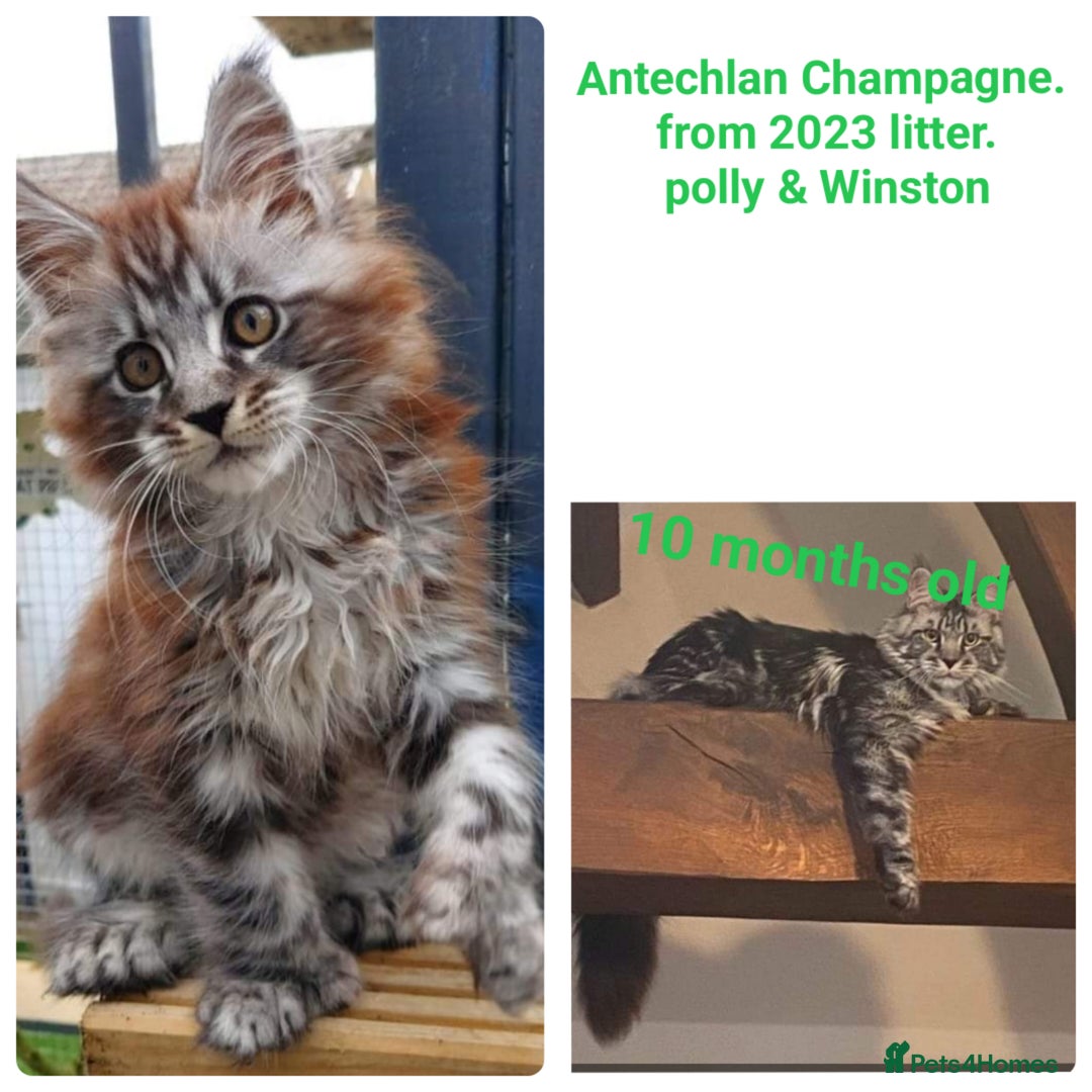 Maine Coon cats for sale: ✨✨ POLLYDACTYL MC  TiCA REG - Advert 13