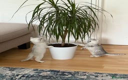 British Shorthair cats for sale: BSH Silver Tabby kittens for Sale! - Image 8