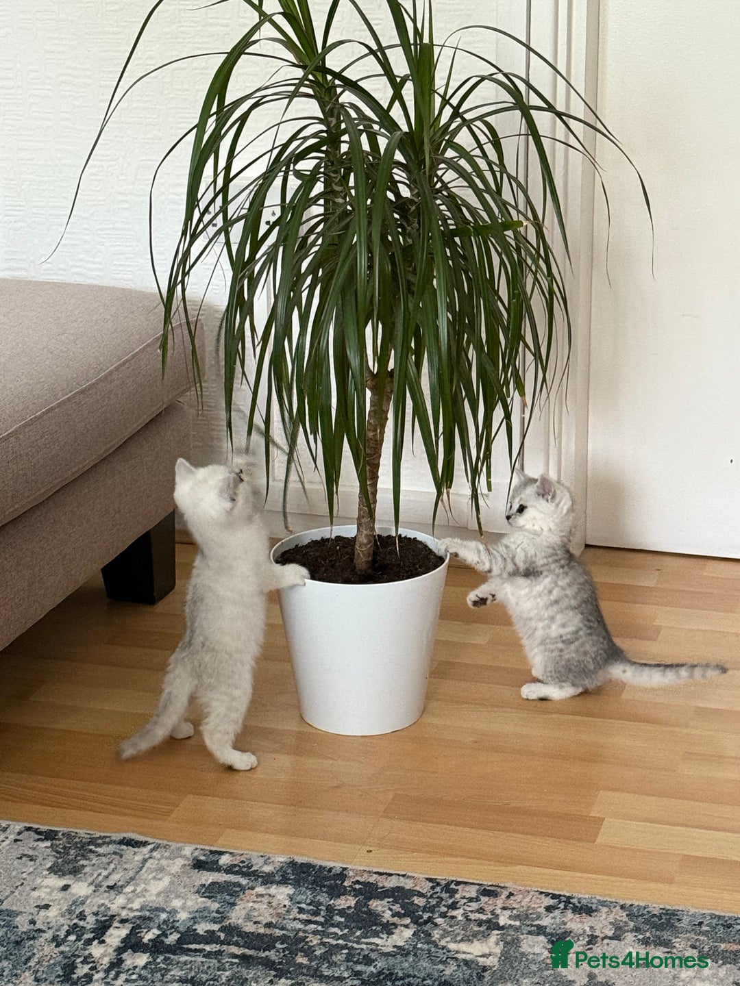British Shorthair cats for sale: BSH Silver Tabby kittens for Sale! - Image 8