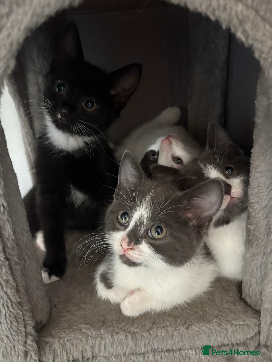 Domestic Shorthair cats for sale: Kittens - Image 11