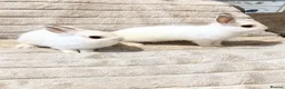Mixed Breed rabbits for sale: Dwarf Rabbits 🐇🐰 - Advert 7
